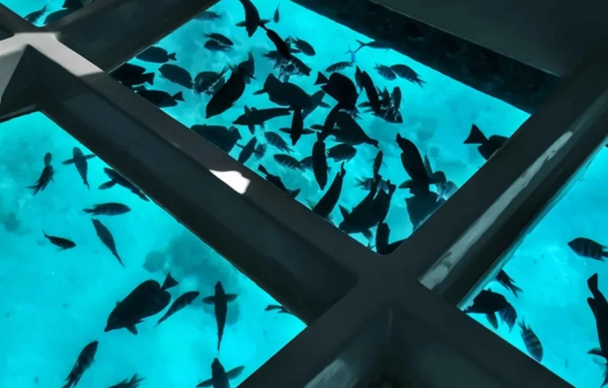 Glass-Bottom Boat in Sharm El Sheikh