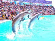 Dolphin Show in Sharm El Sheikh